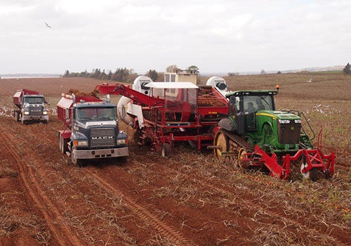Allan 6-row-harvester
